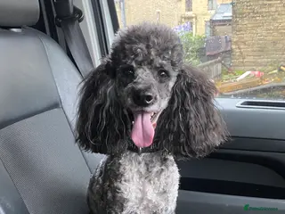 Miniature Poodle dogs Miniature poodle blue merle for stud in Bradford - Advert 18
