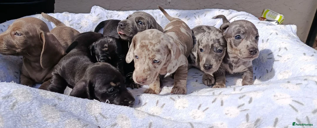 Dachshund dogs for sale: FULLY VAX READY NOW QUAILTY MINI KC Reg PRA CLEAR  - Advert 23