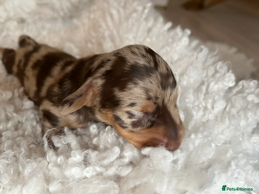 Miniature Dachshund dogs for sale: Miniature dachshunds for sale  - Advert 18