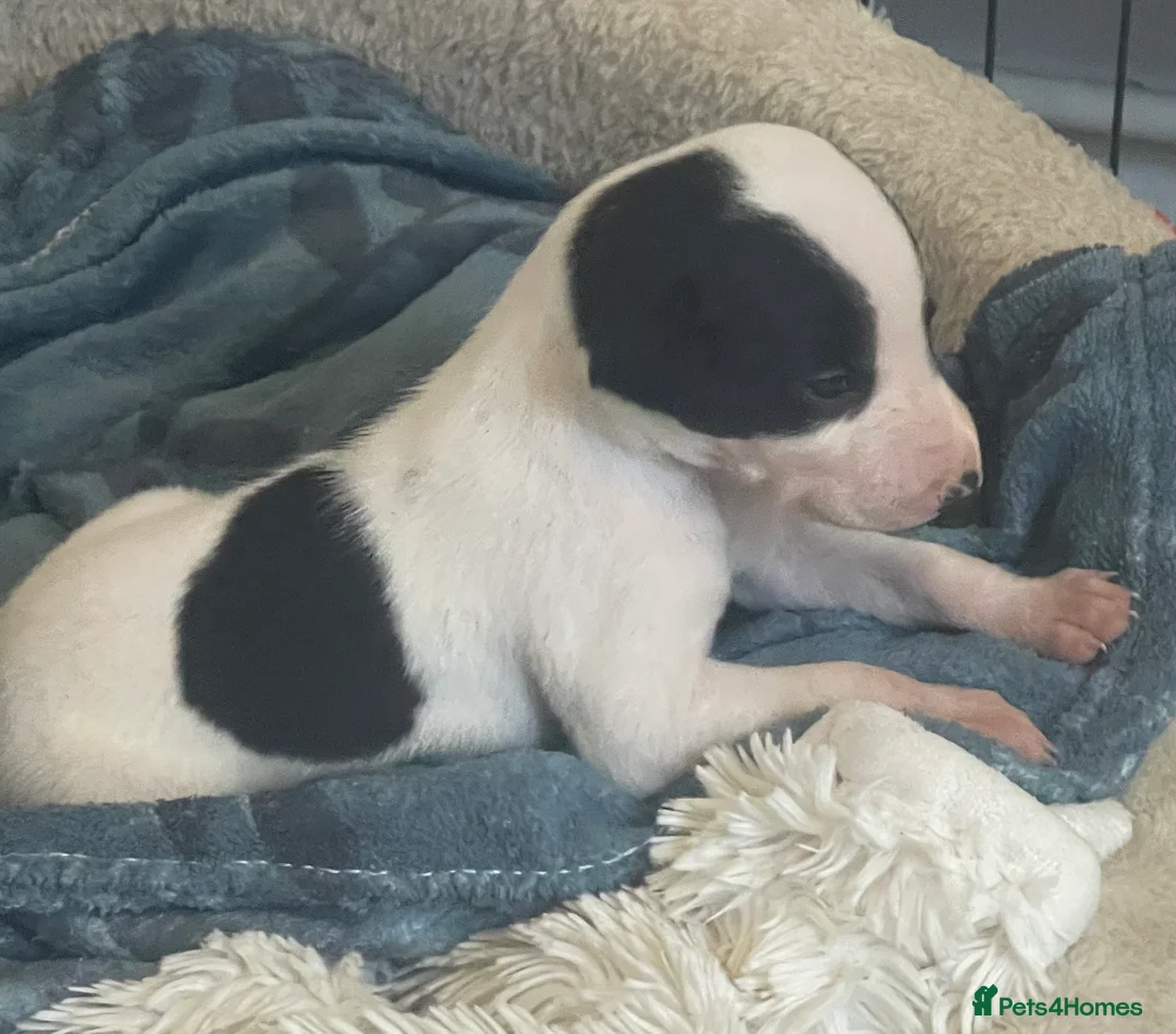 Whippet dogs for sale: Whippet puppies for sale - Advert 7