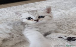 Scottish Fold cats for sale: Beautiful Scottish fold kittens  - Image 12