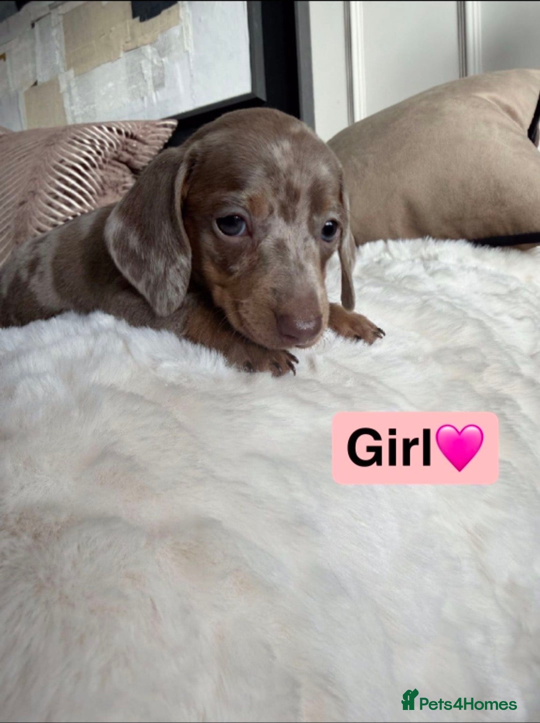 Dachshund dogs Kc registered miniature dachshund puppies - Advert 1