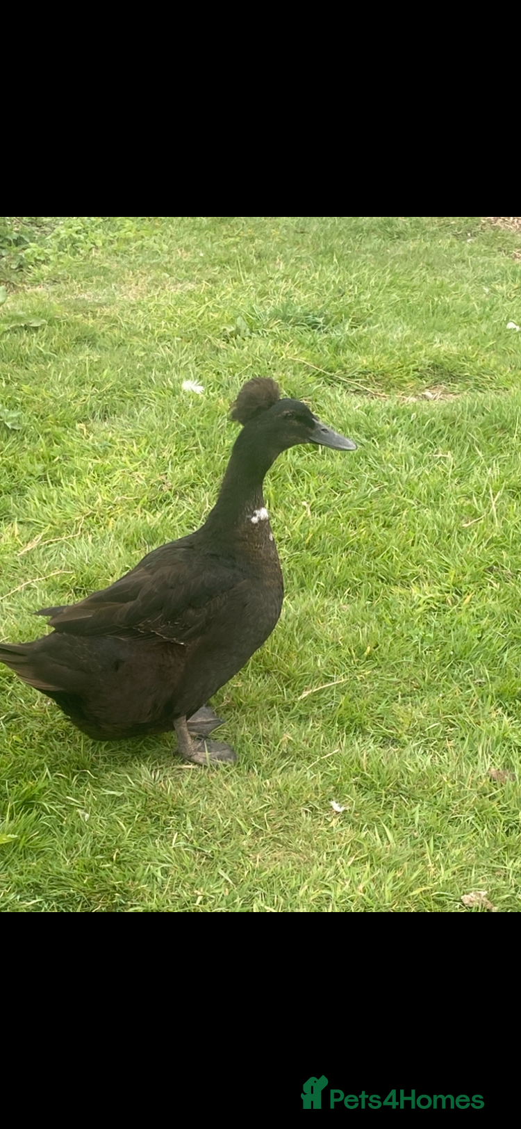 Ducks poultry Crested Cayuga females x 3  - Advert 4