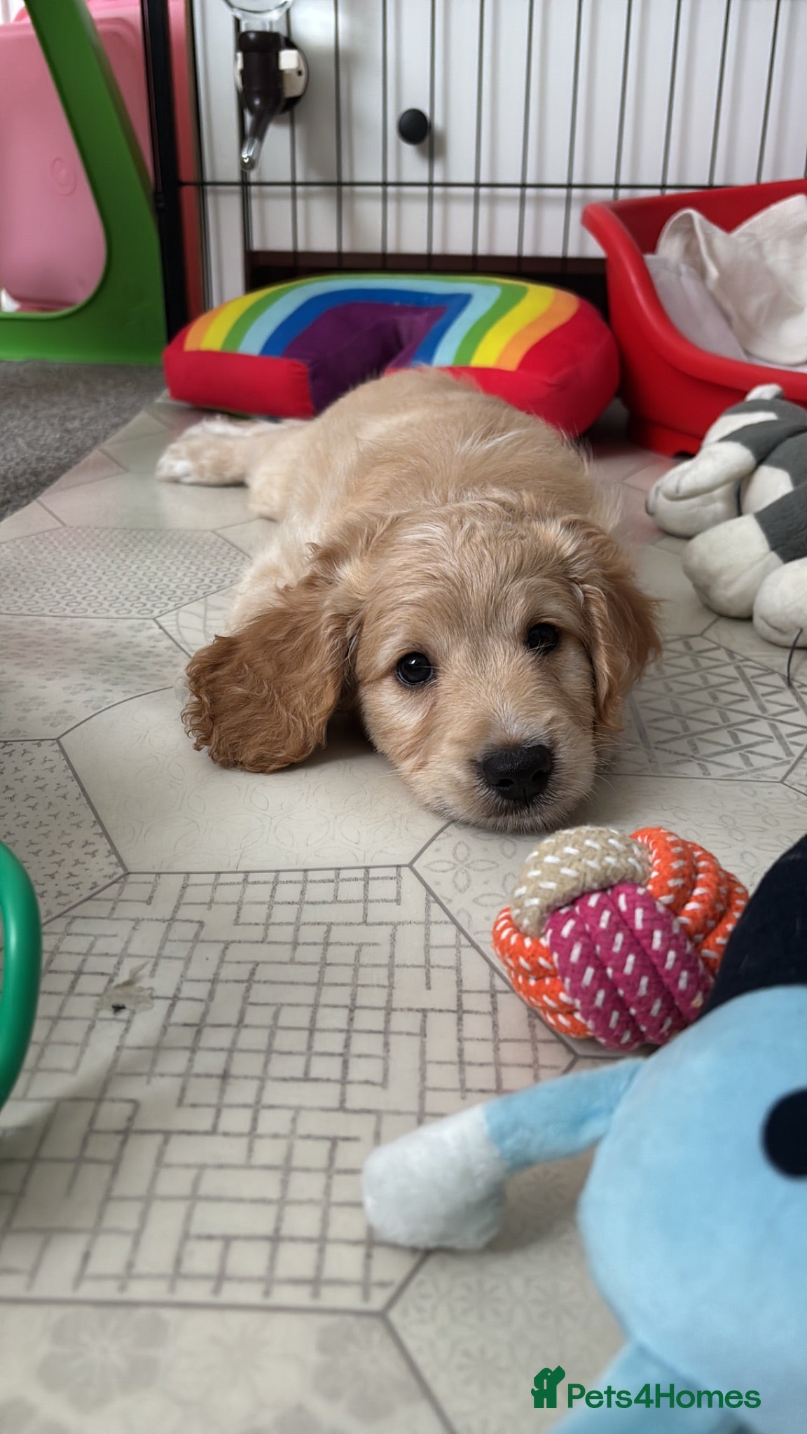 Cockapoo dogs Cockerpoo F1b puppies Ready in 6 days  - Advert 12