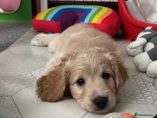 Cockapoo dogs Cockerpoo F1b puppies Ready in 6 days - Advert 12