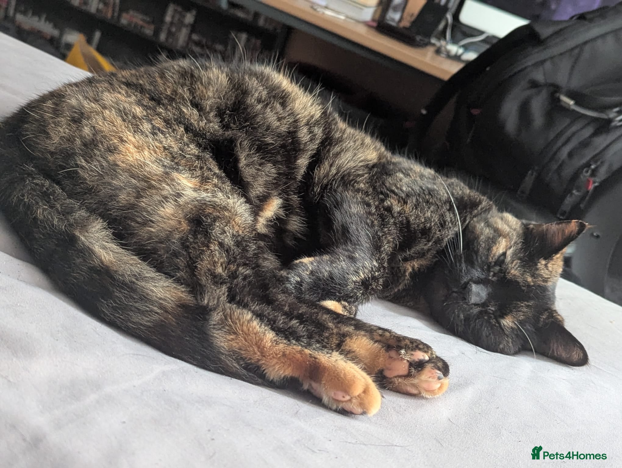 Mixed Breed cats Wanted - Orange baby - Advert 1