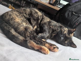 Mixed Breed cats Wanted - Orange baby - Advert 1