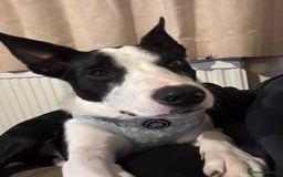 Border Collie dogs for sale: Skye Border collie - Image 6
