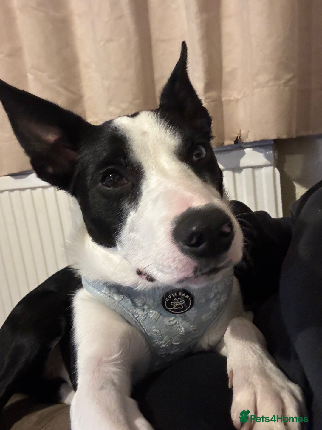 Border Collie dogs for sale: Skye Border collie - Image 6