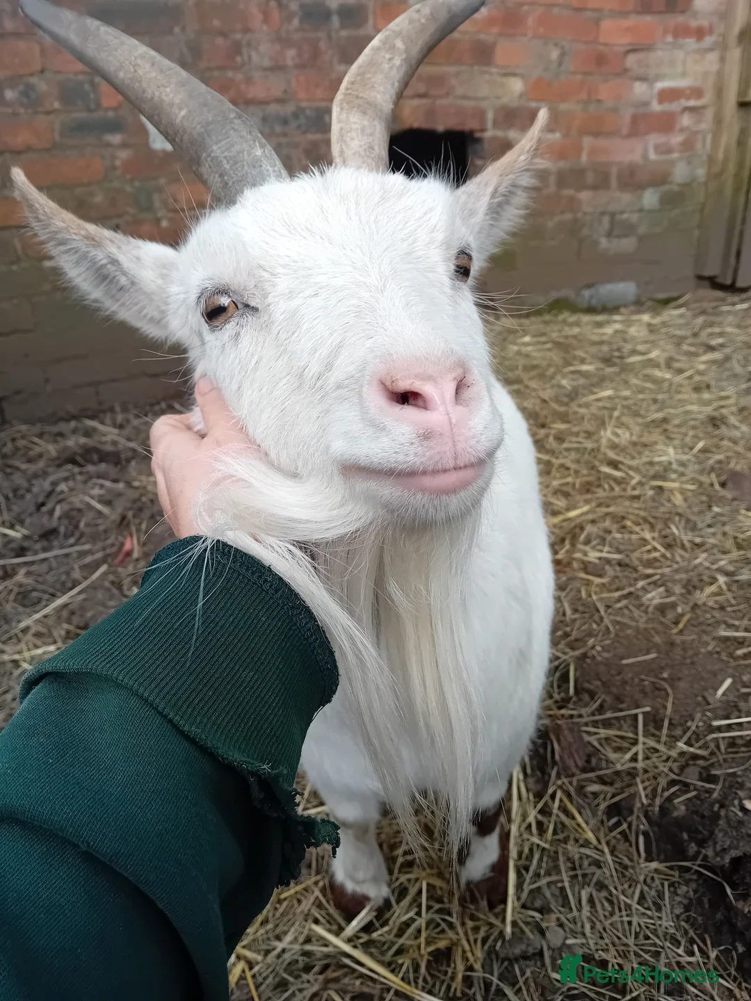 Goats livestock for sale: Special Pair of Pygmy Goats – Loving Home Wanted - Advert 2