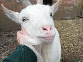 Goats livestock Special Pair of Pygmy Goats – Loving Home Wanted - Advert 7