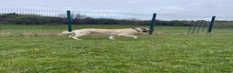 Turkish Kangal dogs for sale: Wolf the Turkish kangal in Rotherham - Advert 4