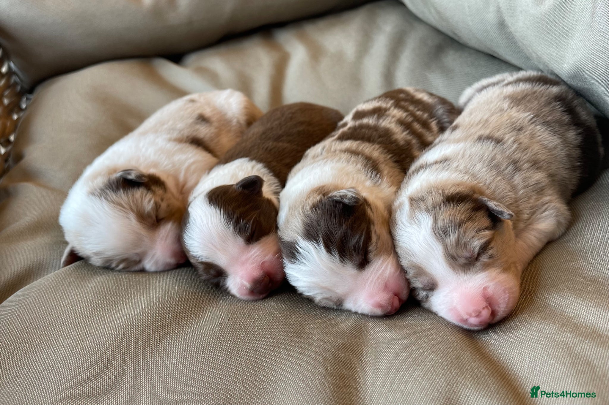 Border Collie dogs 🐾OUTSTANDING *UNIQUE* BORDER COLLIE PUPPIES🐾 - Advert 1