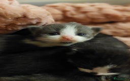 Mixed Breed cats for sale: Beautiful Maine Coon x kittens - Image 4