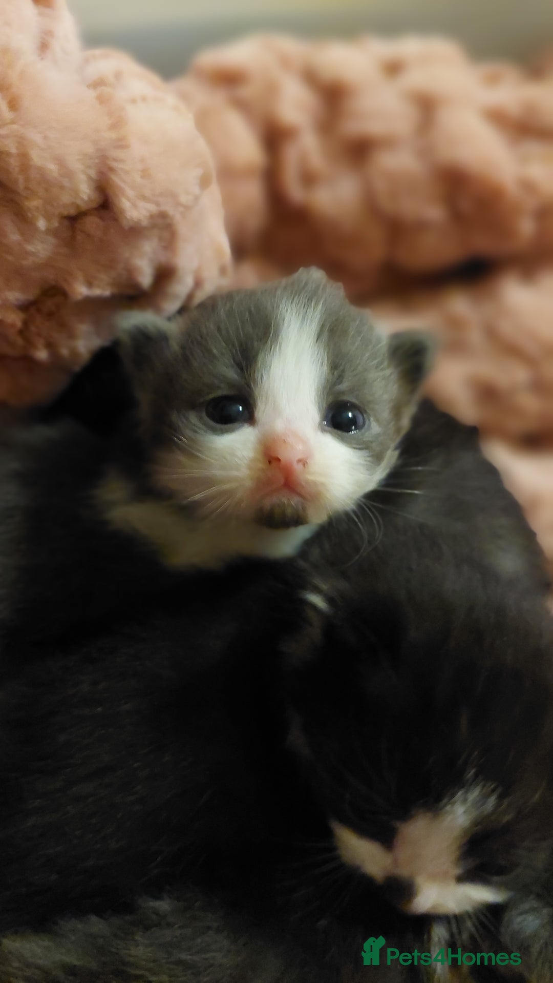 Mixed Breed cats for sale: Beautiful Maine Coon x kittens - Image 4