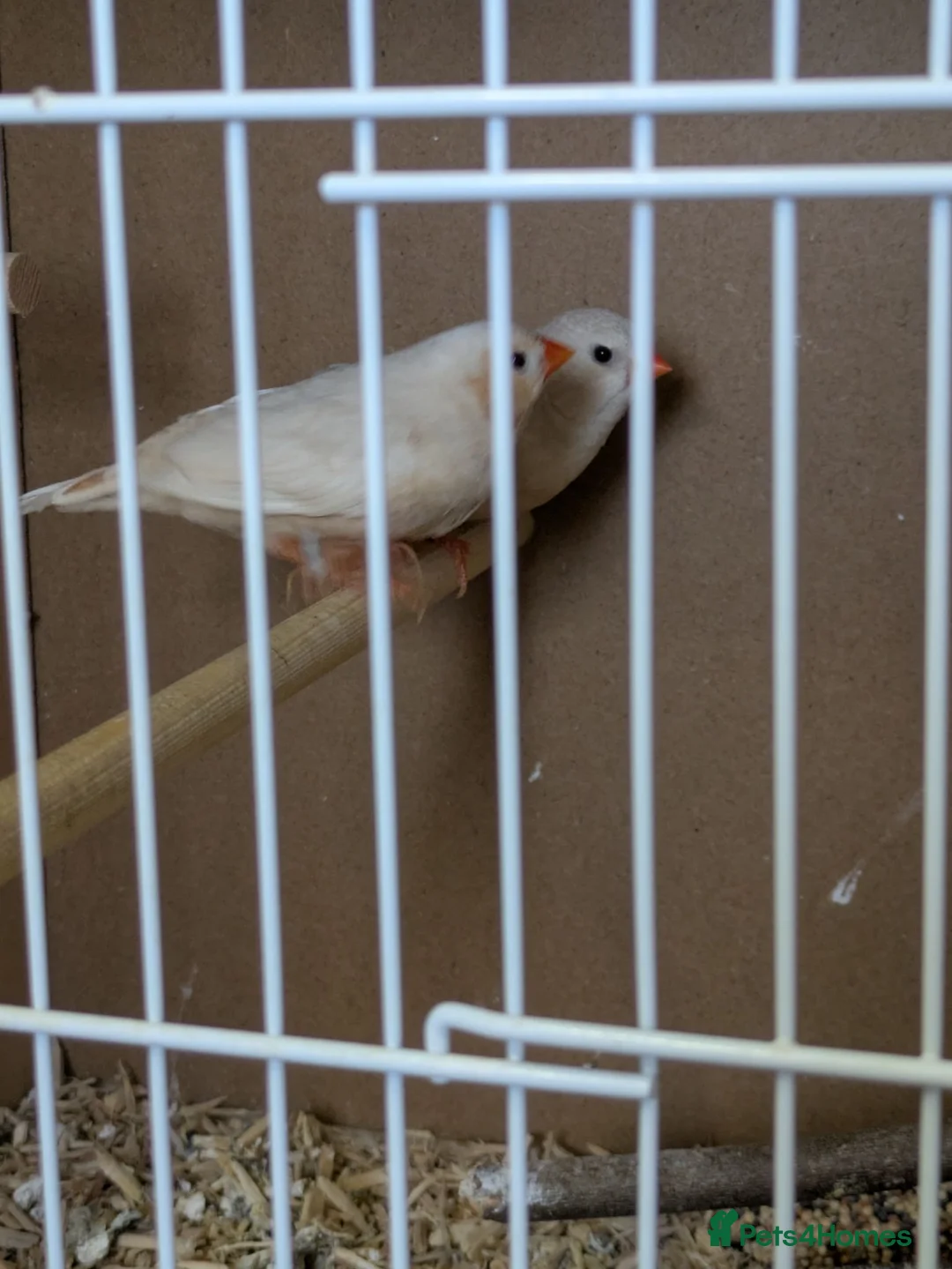 Finches birds for sale: Isabella zebra finches pair - Advert 2