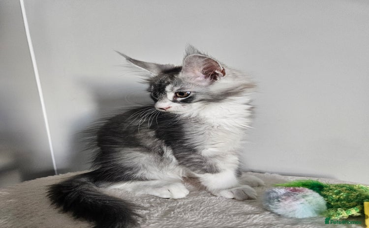 Maine Coon cats - Advert 10