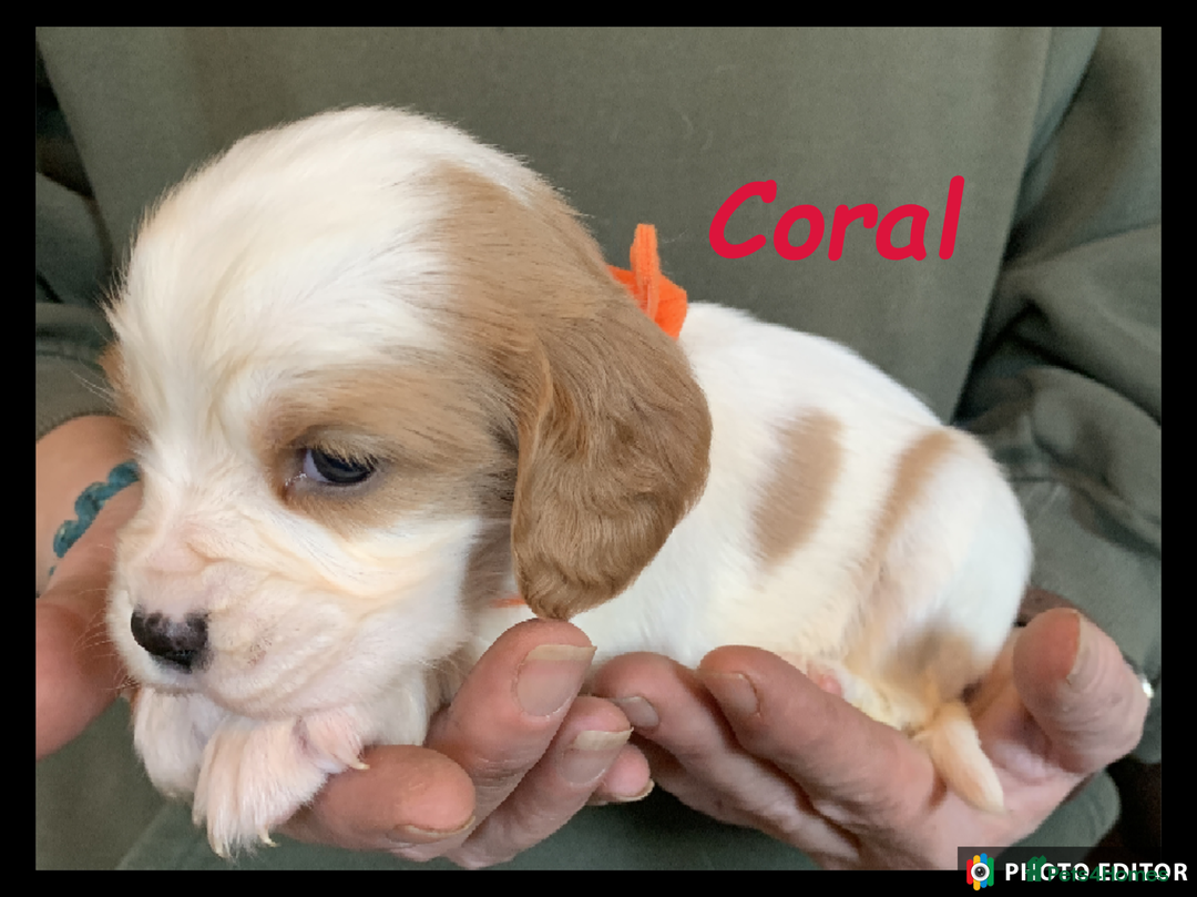 Cockalier dogs for sale: Beautiful Cockalier Pups – Loving Homes Await - Advert 13
