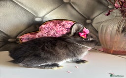 Netherland Dwarf rabbits for sale: rochelles_rabbits pure ND babies for sale - Image 8