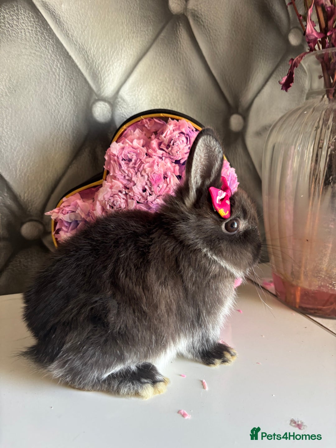 Netherland Dwarf rabbits for sale: rochelles_rabbits pure ND babies for sale - Image 8