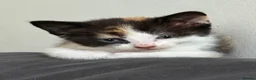 Mixed Breed cats for sale: 3 beautiful babies ready for their forever homes  in Chesterfield - Advert 6