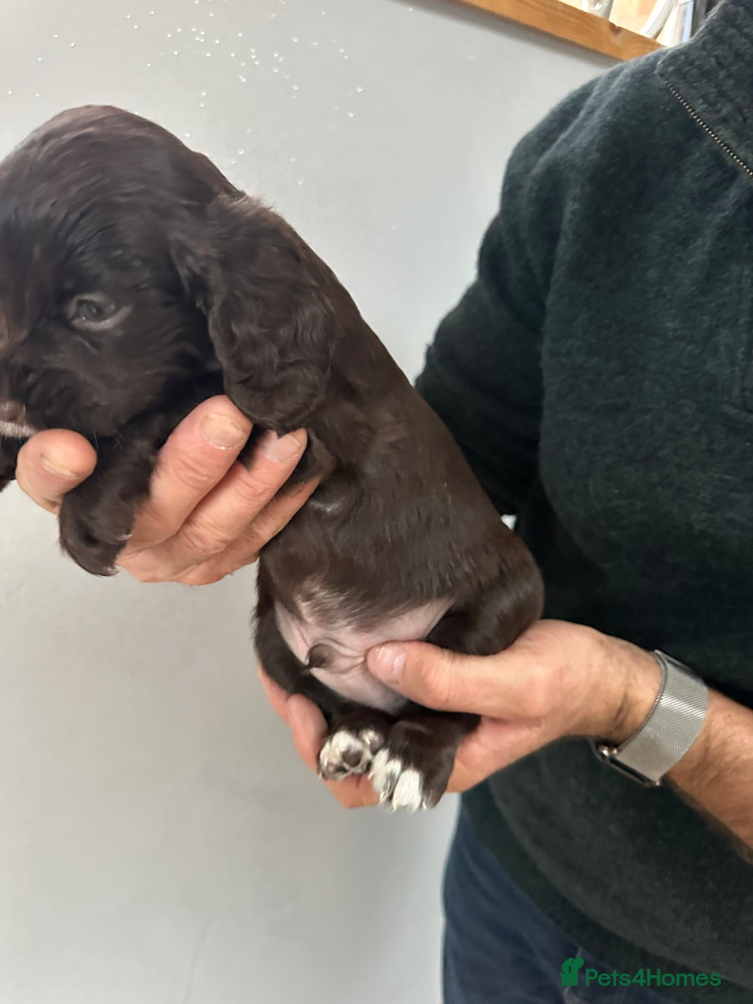 Cocker Spaniel dogs for sale: Beautiful litter of KC working cocker spaniels - Image 8
