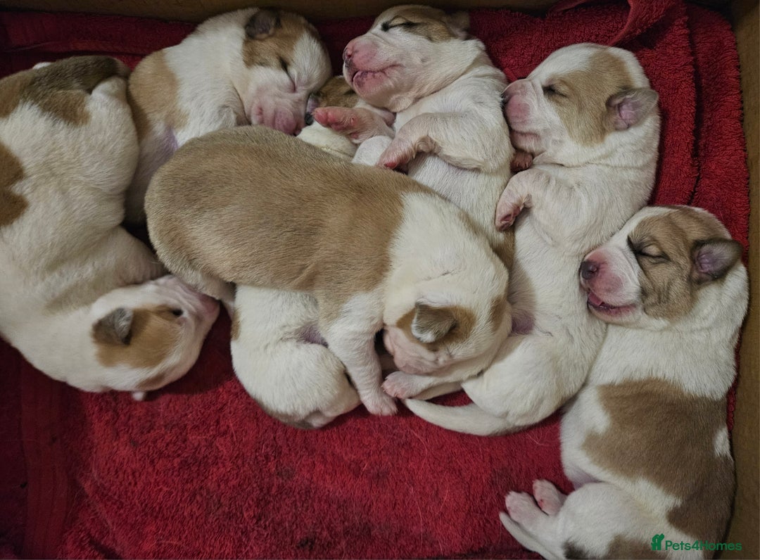 Central Asian Shepherd dogs for sale: Beautiful central Asian shepherd puppies - Advert 3