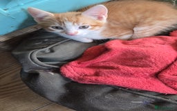 British Shorthair cats for sale: Pet Kittens  - Image 3