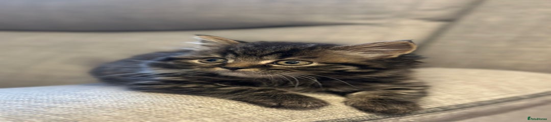 British Shorthair Kitten 2