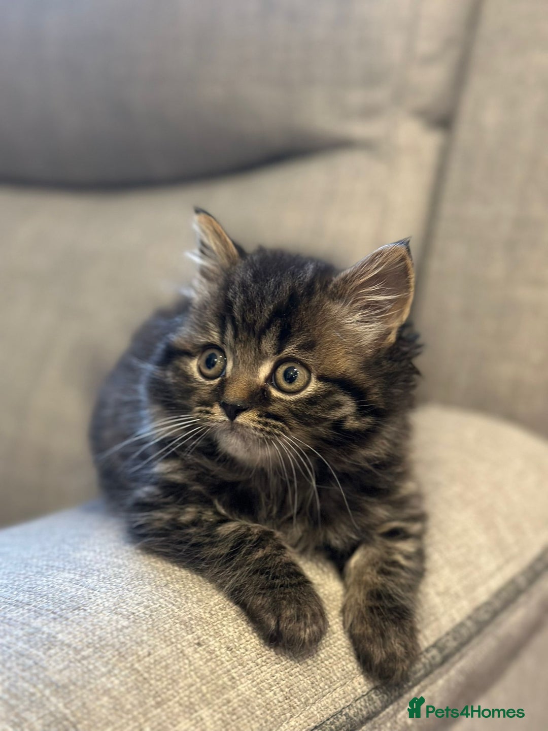 British Shorthair cats for sale: LAST TWO BRITISH SHORT HAIR BOYS FOR SALE - Image 4