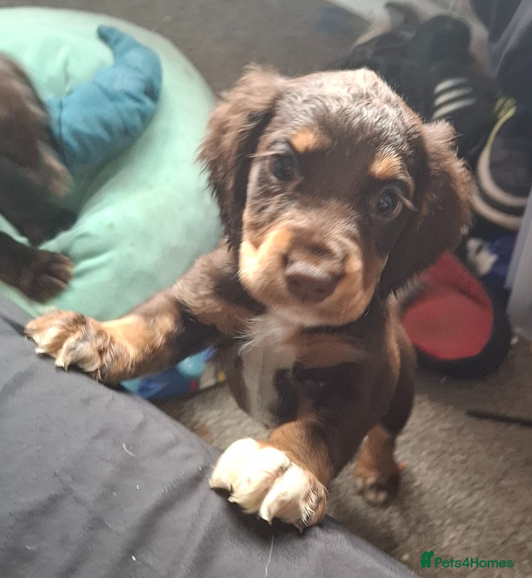 Sprocker dogs 8 gorgeous sprocker spaniel puppies - Advert 5