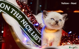 British Shorthair cats for sale: BSH Males and Females available  - Image 8