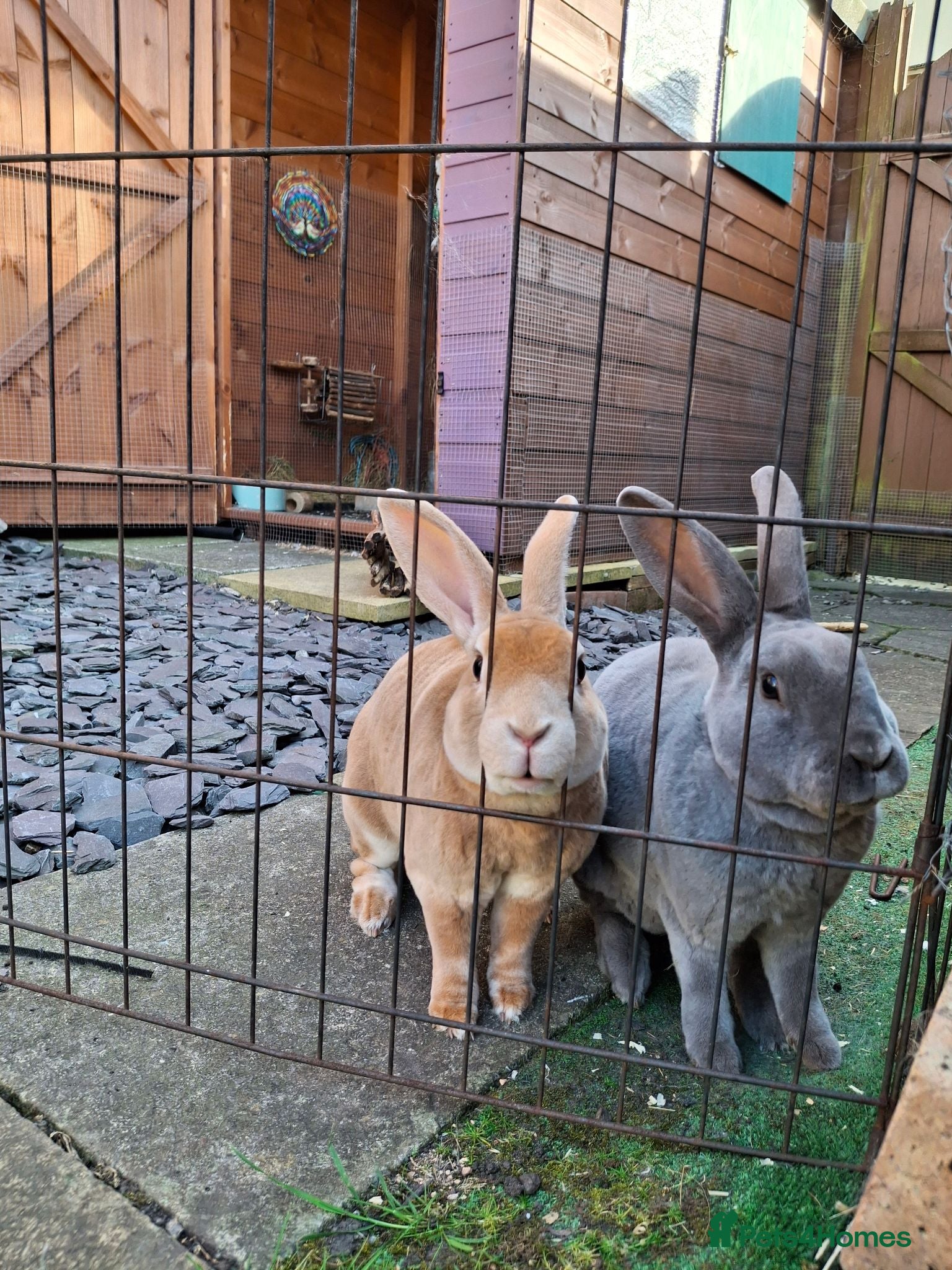 Rex rabbits Bonded rex rabbit pair - Advert 2