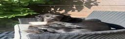 Cocker Spaniel dogs for stud: Smudge - Advert 2