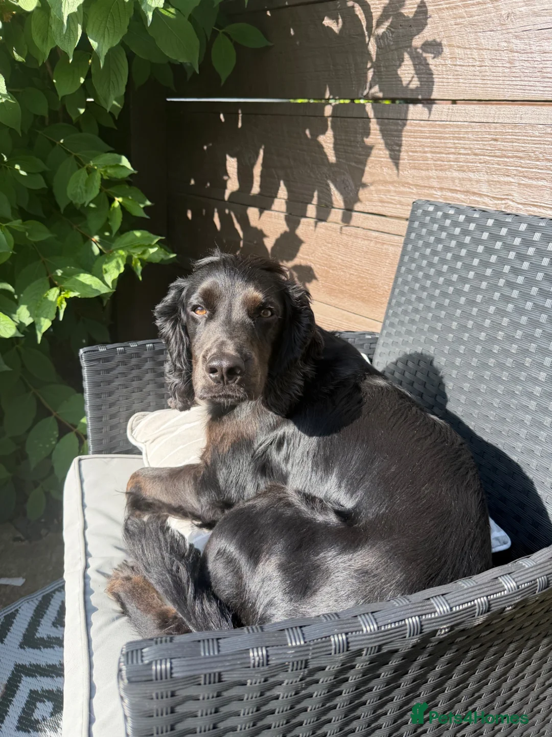 Cocker Spaniel dogs for stud: Smudge - Advert 2