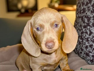Miniature Dachshund dogs Stunning mini Dax Boy Available 😍 - Advert 12