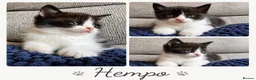 British Shorthair cats for sale: 🐾 British Shorthair Cross Kittens 🐾 - Advert 2