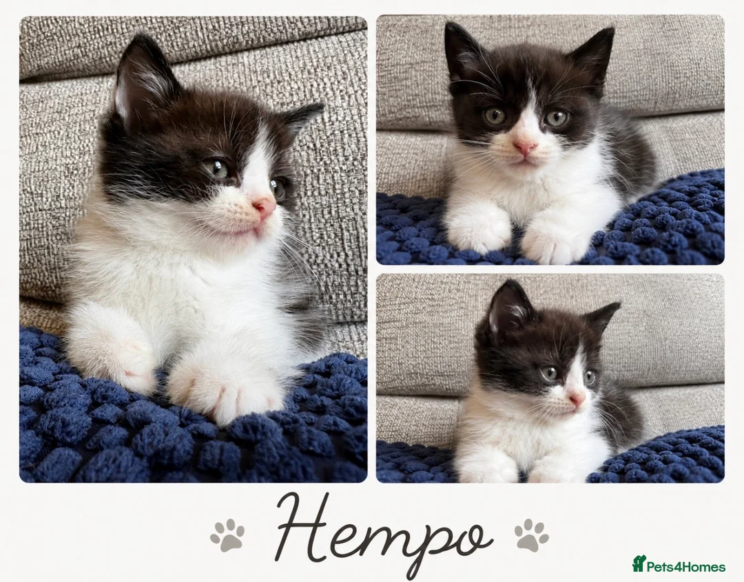 British Shorthair cats for sale: 🐾 British Shorthair Cross Kittens 🐾 - Advert 2
