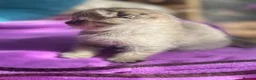 Scottish Fold cats for sale: Rare smoky blue golden Scottish Fold boys - Advert 6