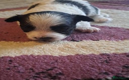 Bichon Frise dogs for sale: 4beautiful Bichon Frise puppies (3boys and 1 girl) - Image 11