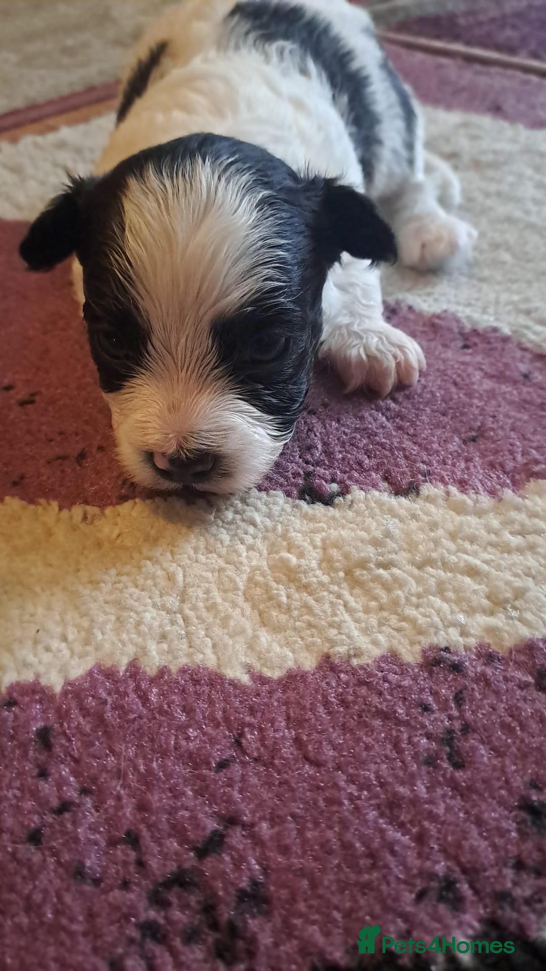 Bichon Frise dogs for sale: 4beautiful Bichon Frise puppies (3boys and 1 girl) - Image 11