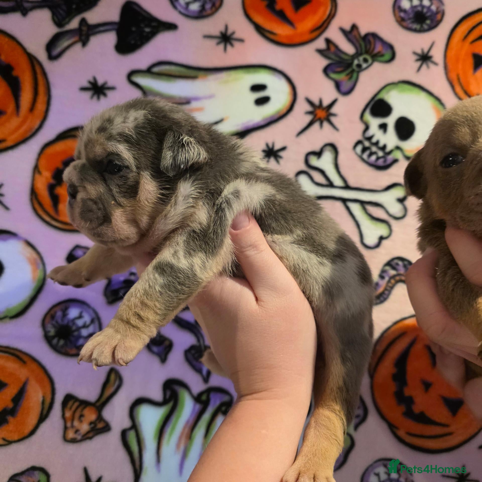 English Bulldog dogs for sale: British bulldog pups - Advert 6