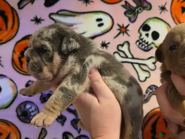 English Bulldog dogs for sale: British bulldog pups - Advert 6