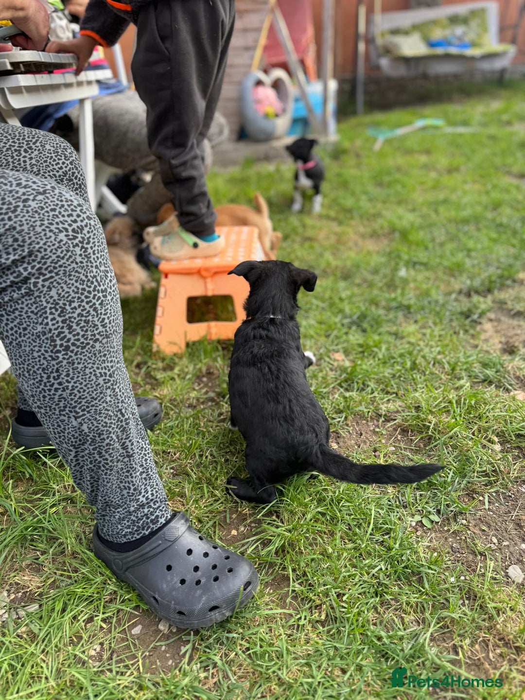 Mixed Breed dogs for adoption: FINN - a Lovely little puppy boy for a Loving Home - Image 3