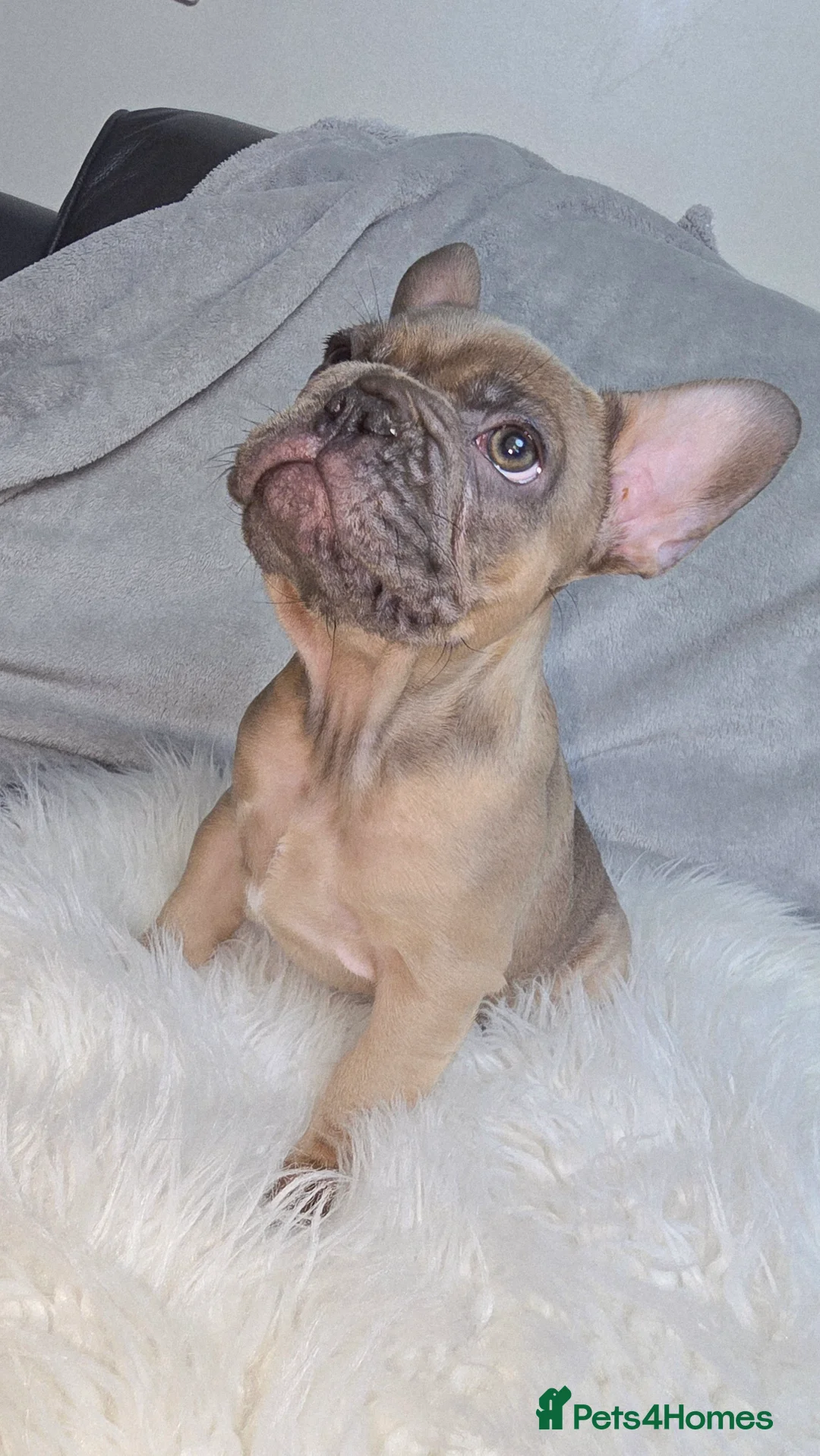 French Bulldog dogs for sale:  french bulldog puppies ( ready now )  - Advert 18