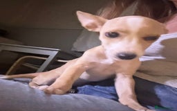 Mixed Breed dogs for sale: Dachshund crossed Jack Russell Chihuahua Puppies!  - Image 15