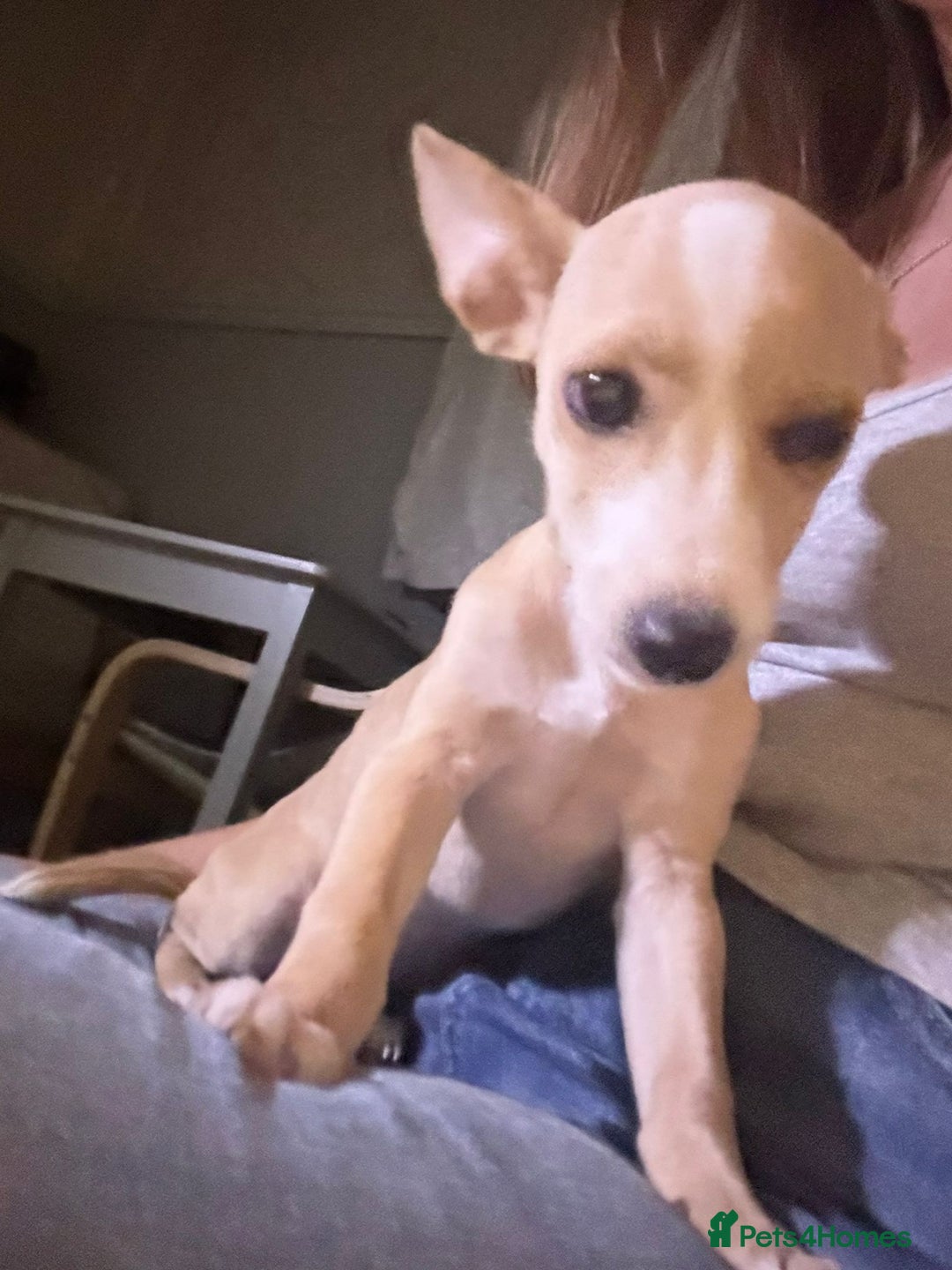 Mixed Breed dogs for sale: Dachshund crossed Jack Russell Chihuahua Puppies!  - Image 15