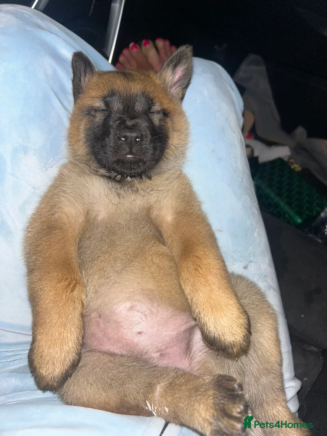 Mixed Breed dogs for sale: 🐶 chow chow x Belgian maliniois🐶 - Advert 1