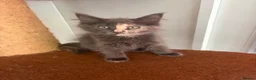Maine Coon cats for sale: Maine coon kittens - Advert 5