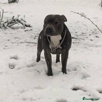 Staffordshire Bull Terrier dogs for stud: STUD DUTIES - Advert 7